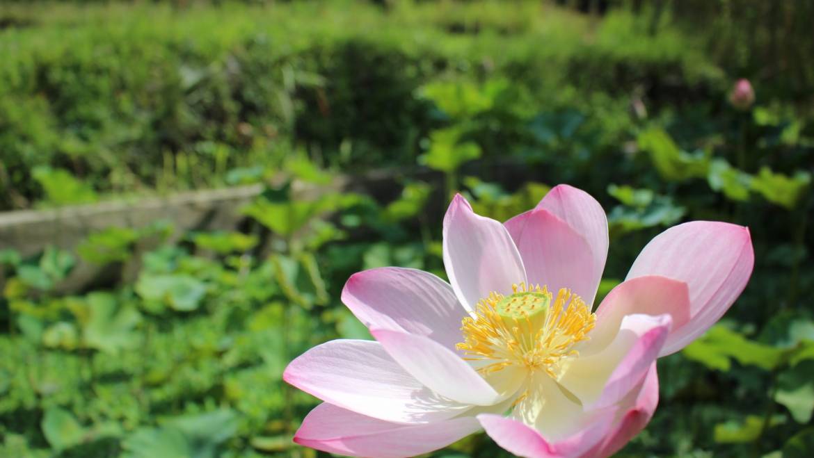 Acompañamiento regenerativo