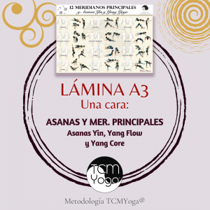 A3 - Yin y Yang Meridianos principales